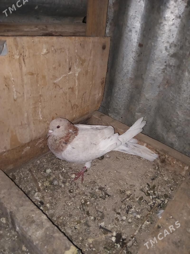 kepder - Туркменабат - img 2