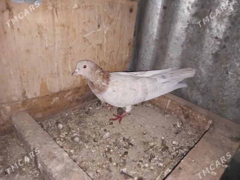 kepder - Туркменабат - img 3