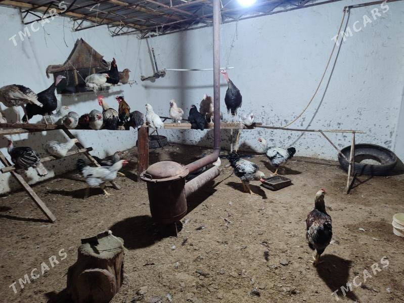 Товук хоразлар. - Туркменабат - img 7