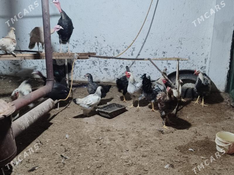 Товук хоразлар. - Туркменабат - img 5