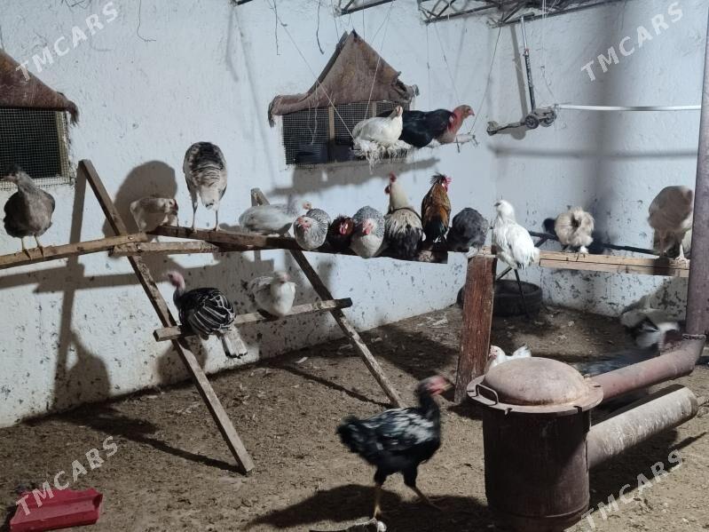 Товук хоразлар. - Туркменабат - img 8