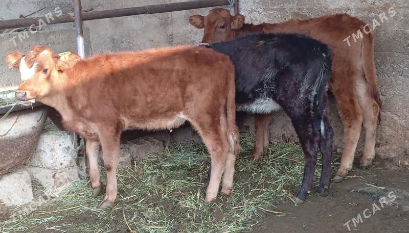 Tüwe - Aşgabat - img 2