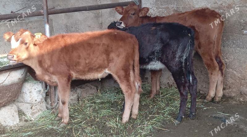 Tüwe - Aşgabat - img 3