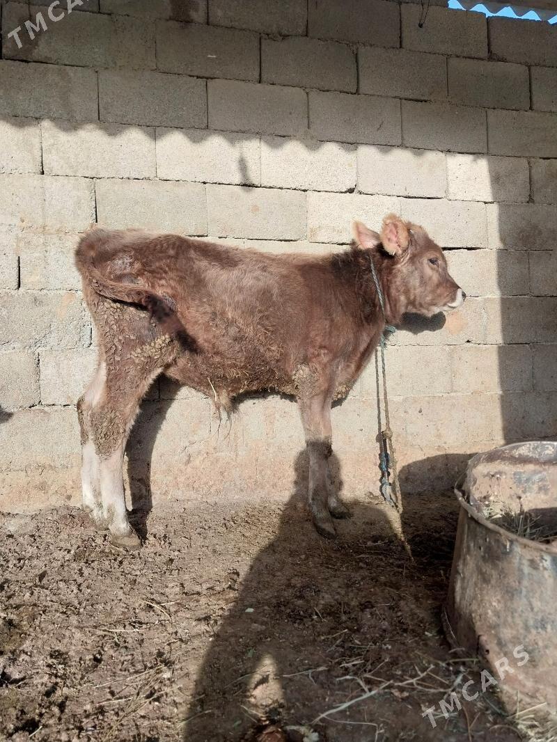 okuzler - Bäherden - img 2