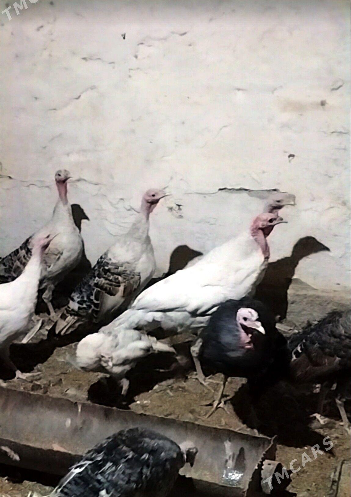 induk - Теджен - img 5