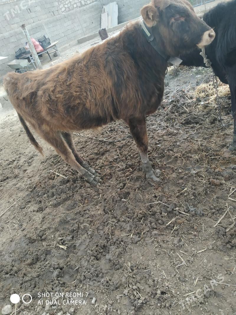 öküz - Джебел - img 2