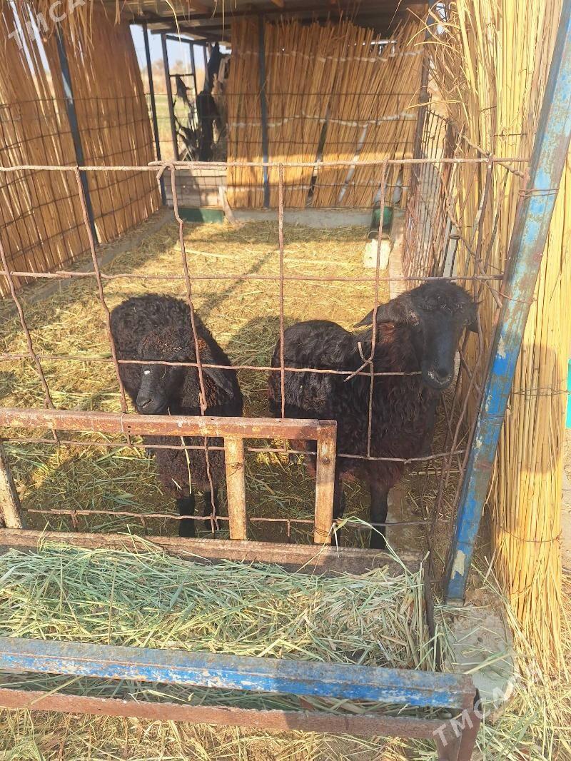 Goyun - Сейди - img 3