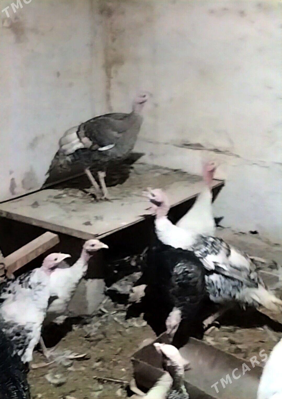 induk - Теджен - img 2