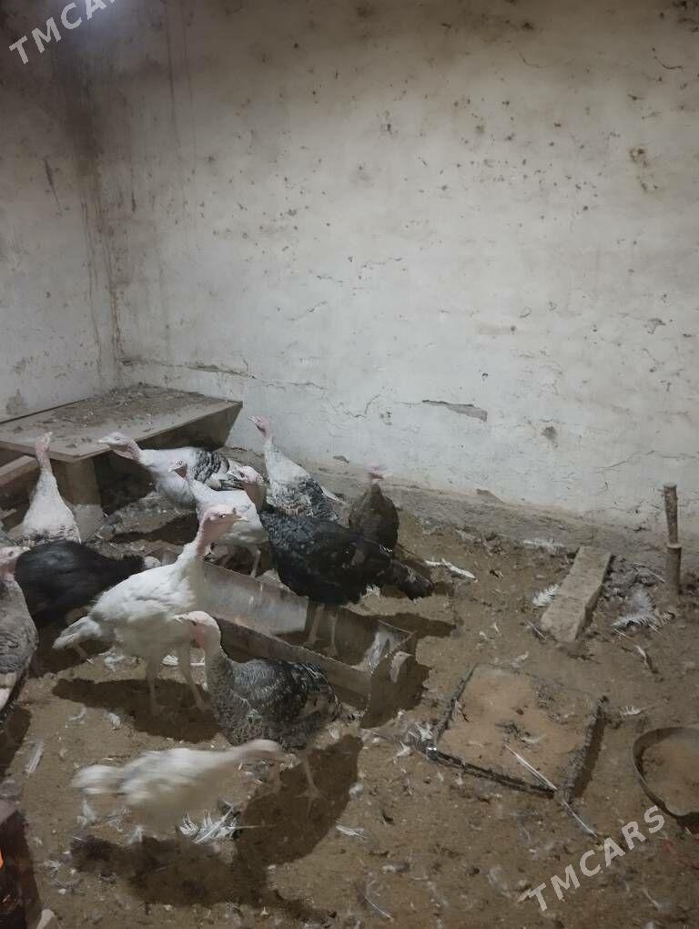 induk - Теджен - img 4