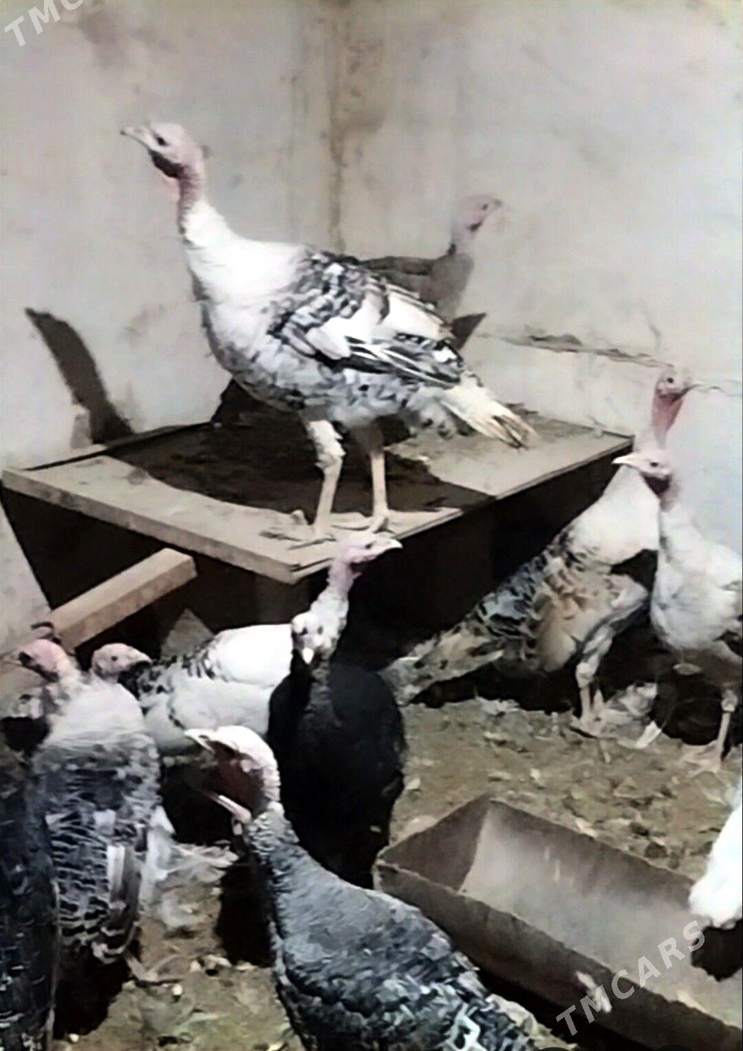 induk - Теджен - img 3