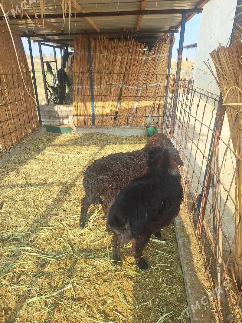 Goyun - Сейди - img 2