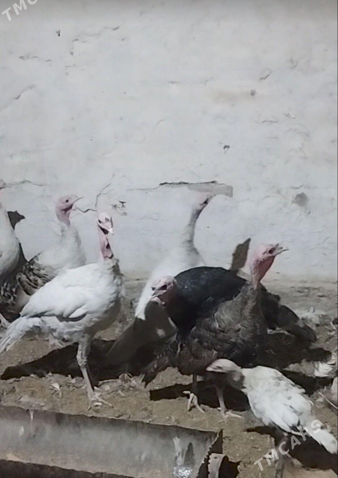 induk - Теджен - img 6