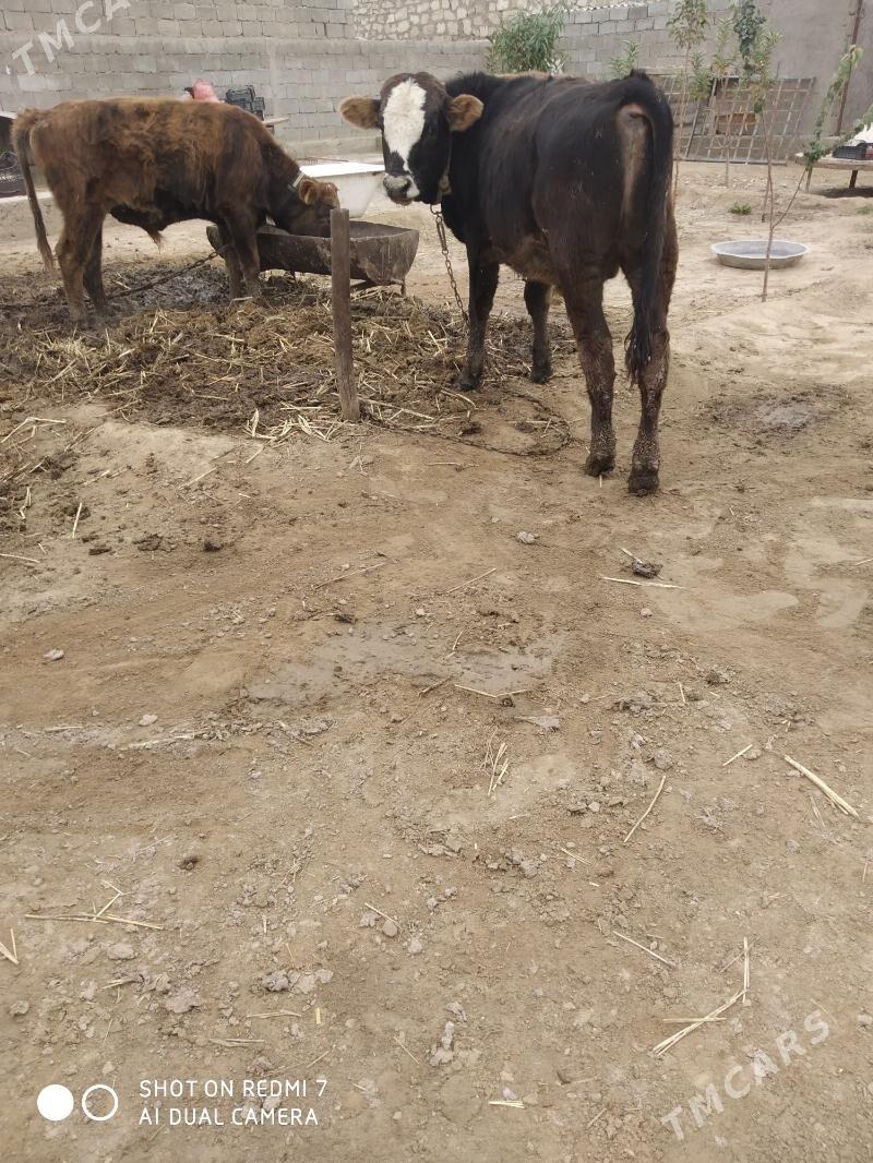 öküz - Джебел - img 3