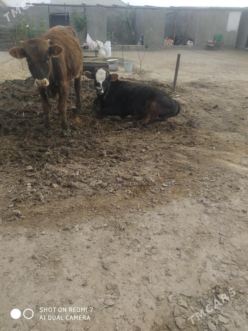 öküz - Джебел - img 4