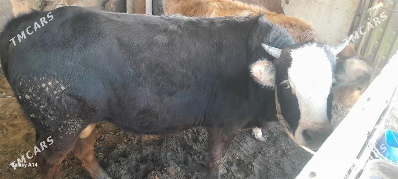 okuz - Gyzylarbat - img 1