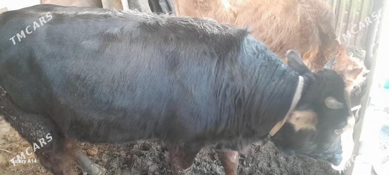 okuz - Gyzylarbat - img 2