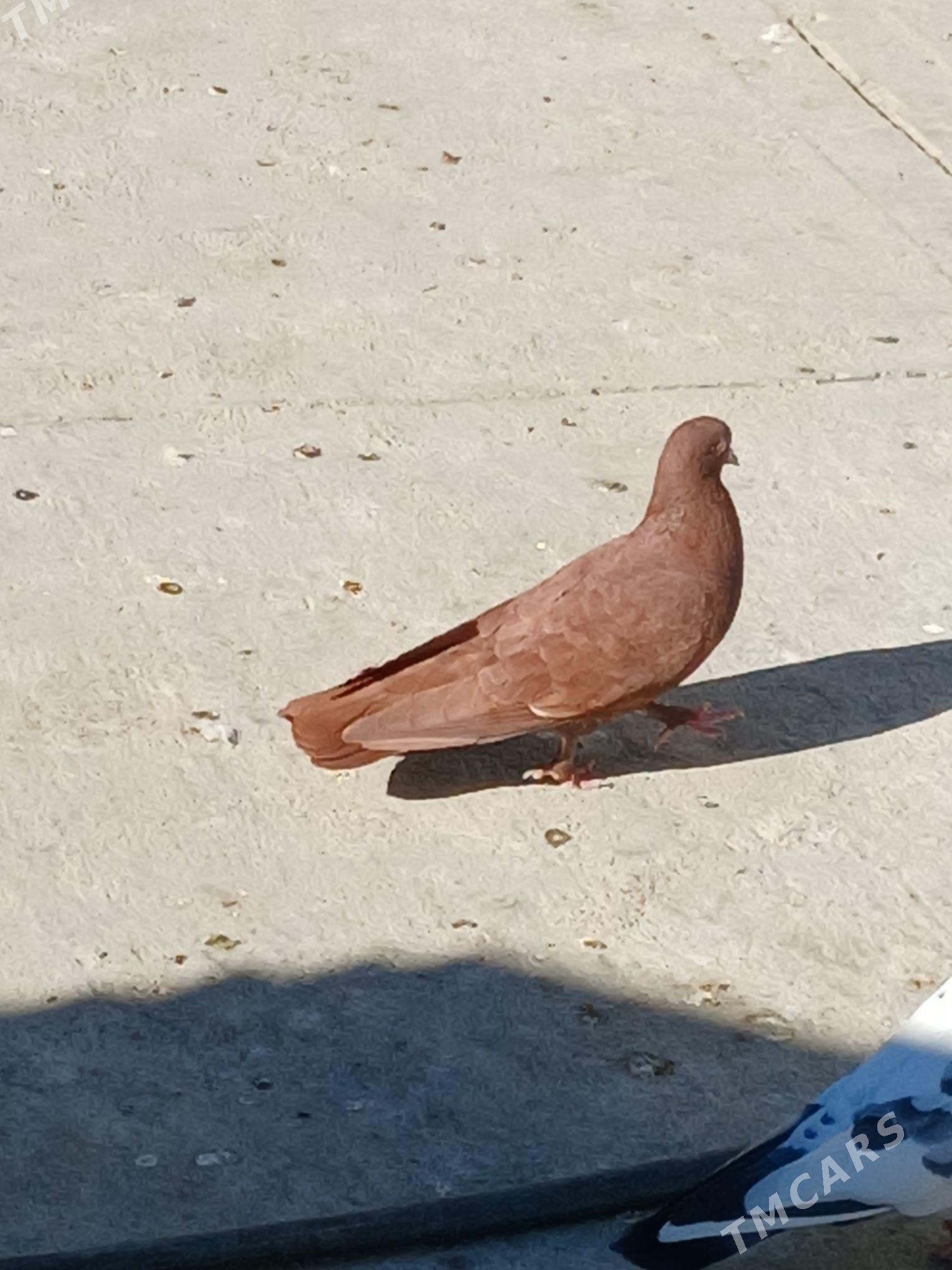 kepderi - Гёкдепе - img 4