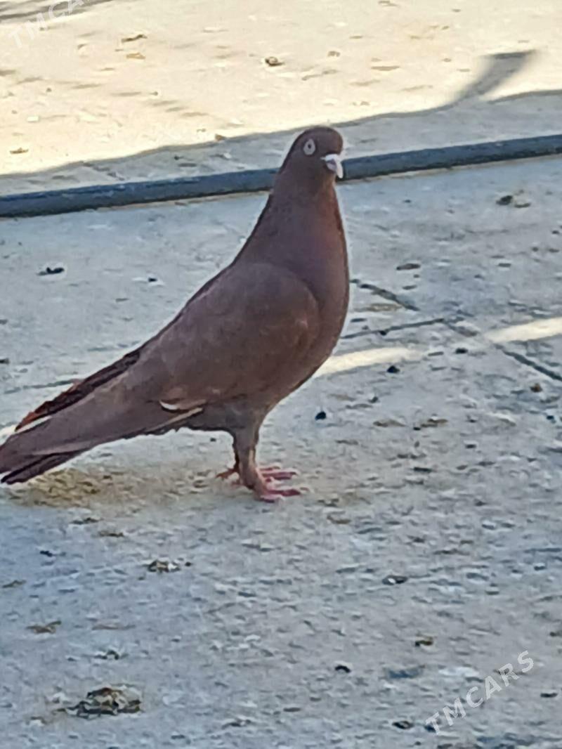 kepderi - Гёкдепе - img 3