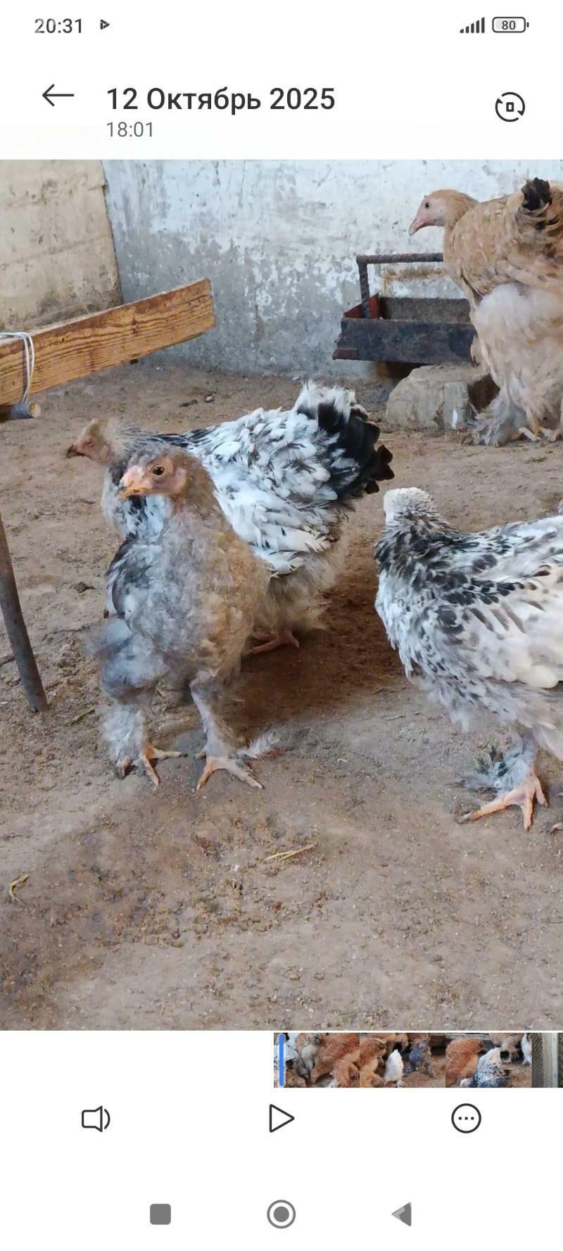 товук - Гумдаг - img 2