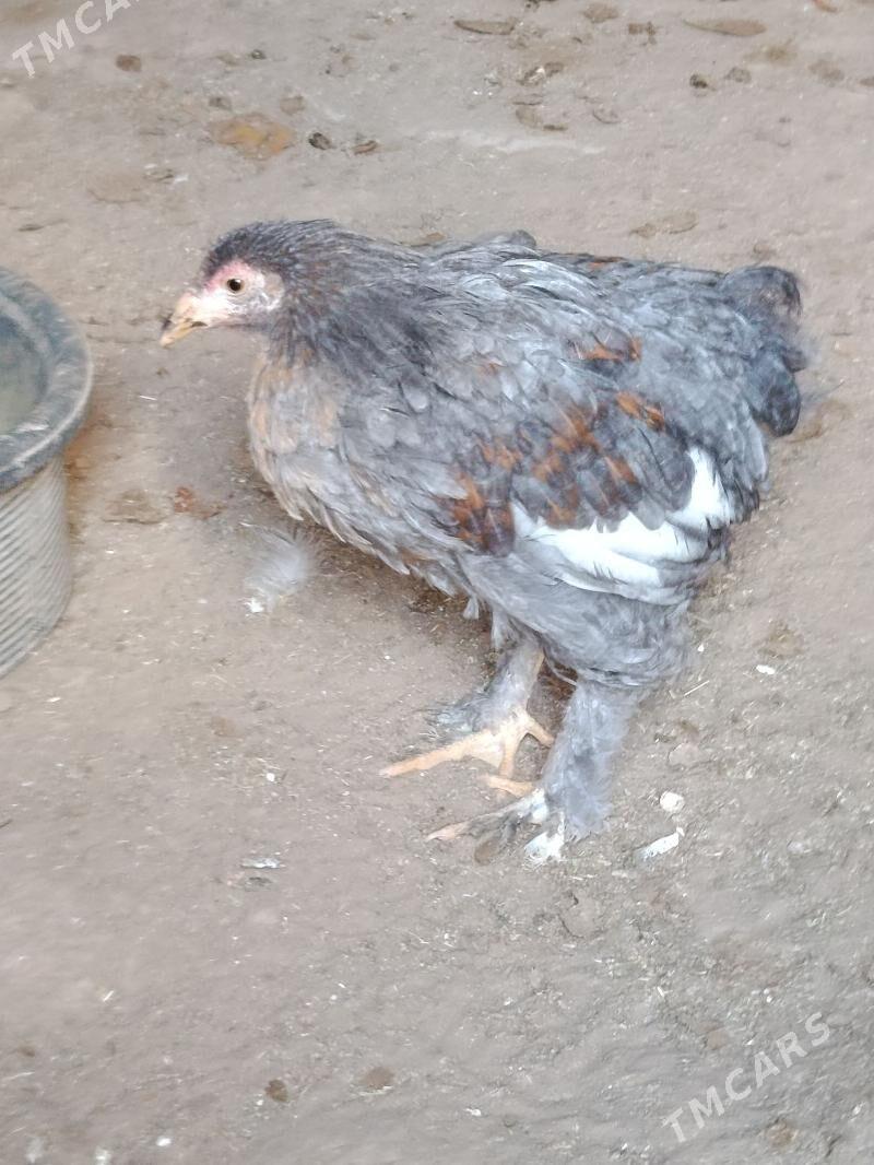 товук - Гумдаг - img 4