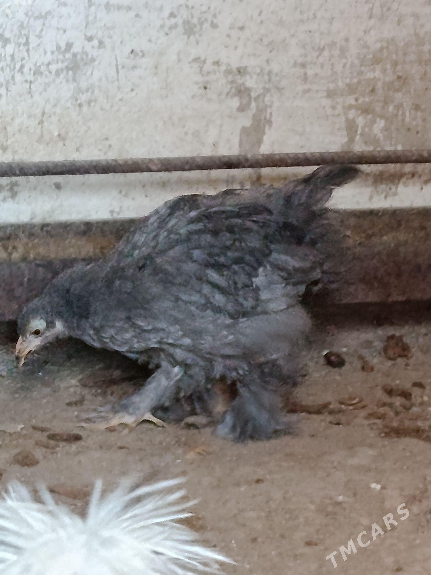 товук - Гумдаг - img 5