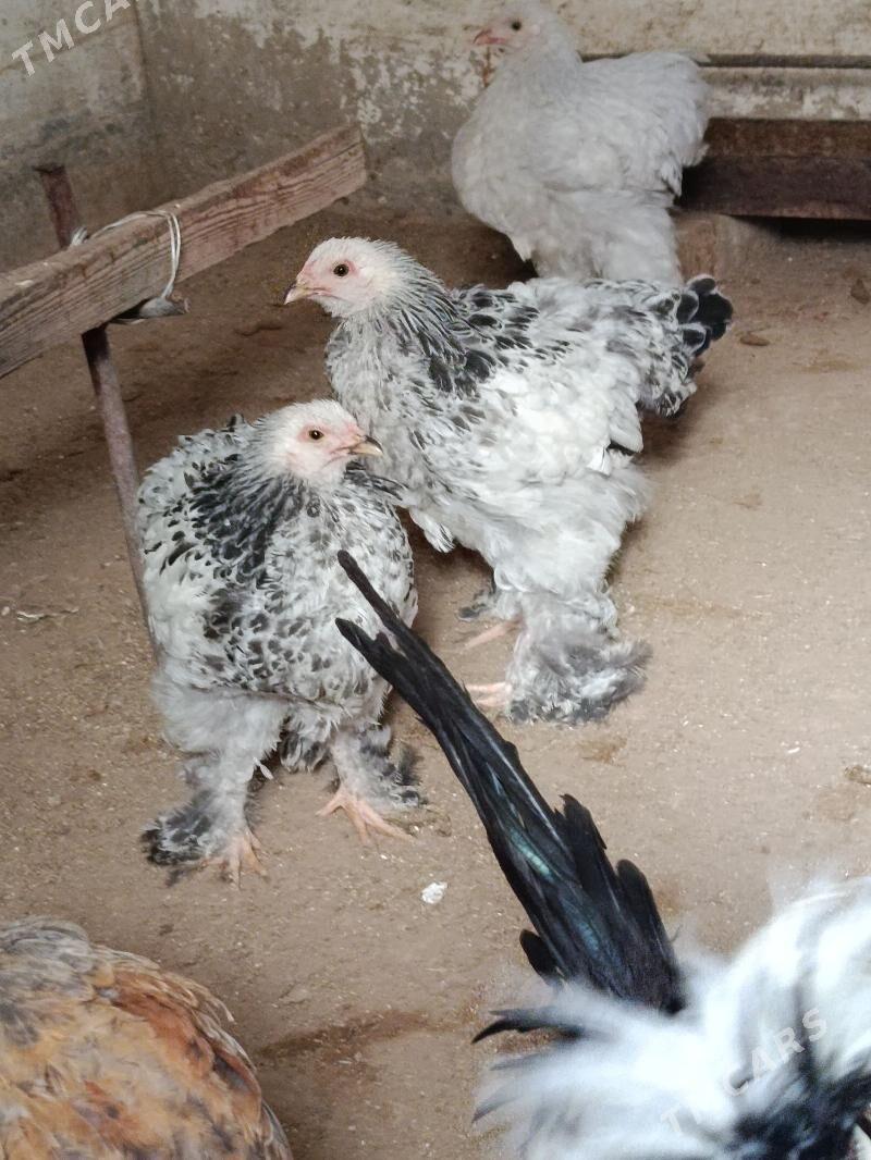 товук - Гумдаг - img 3