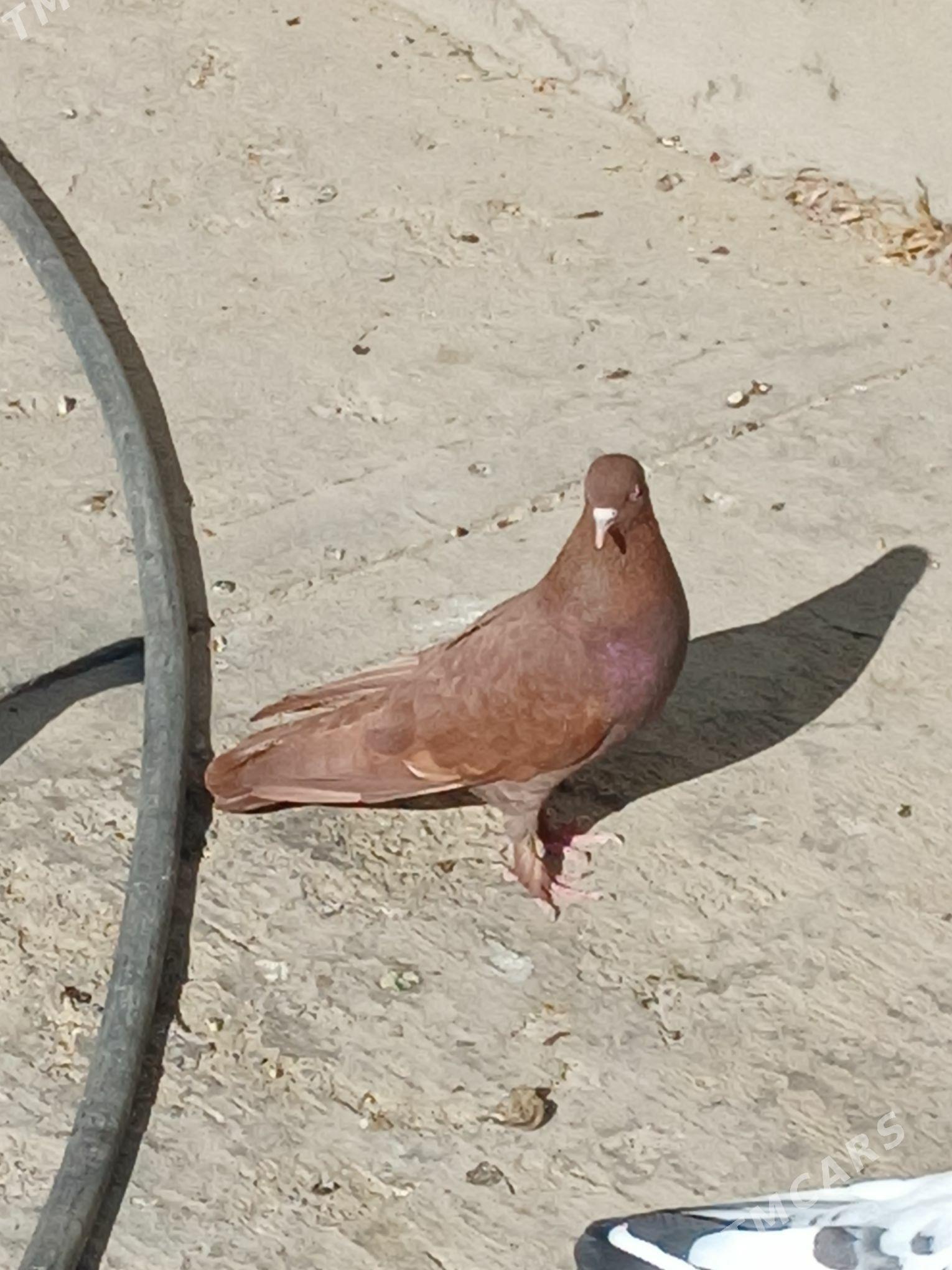 kepderi - Гёкдепе - img 2