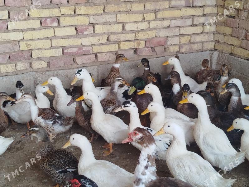 Gak Gak Gaz - Теджен - img 4