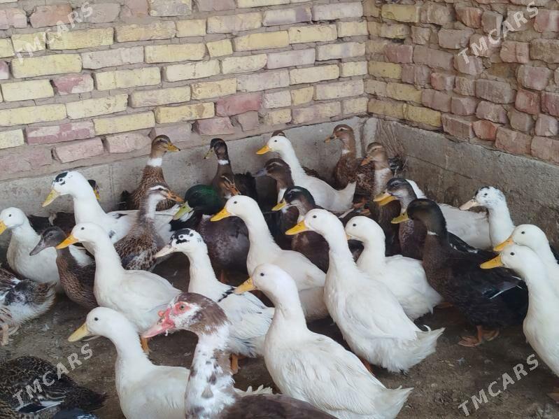 Gak Gak Gaz - Теджен - img 3