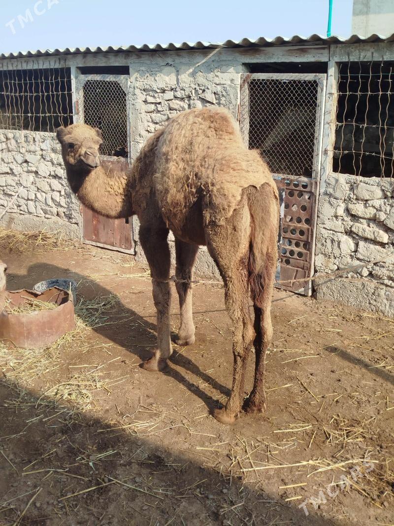 torum duye - Esenguly - img 3