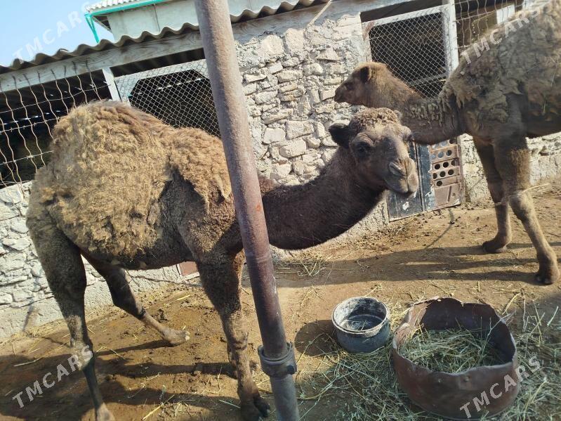 torum duye - Esenguly - img 2