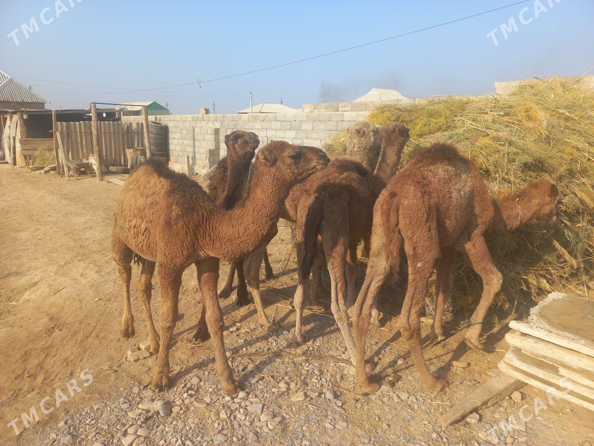 kosek - Теджен - img 1