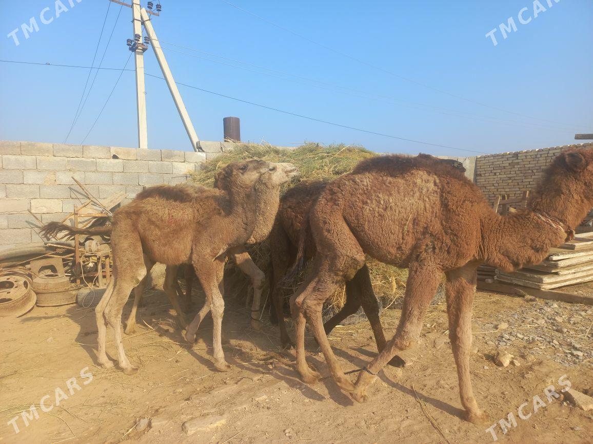 kosek - Теджен - img 5