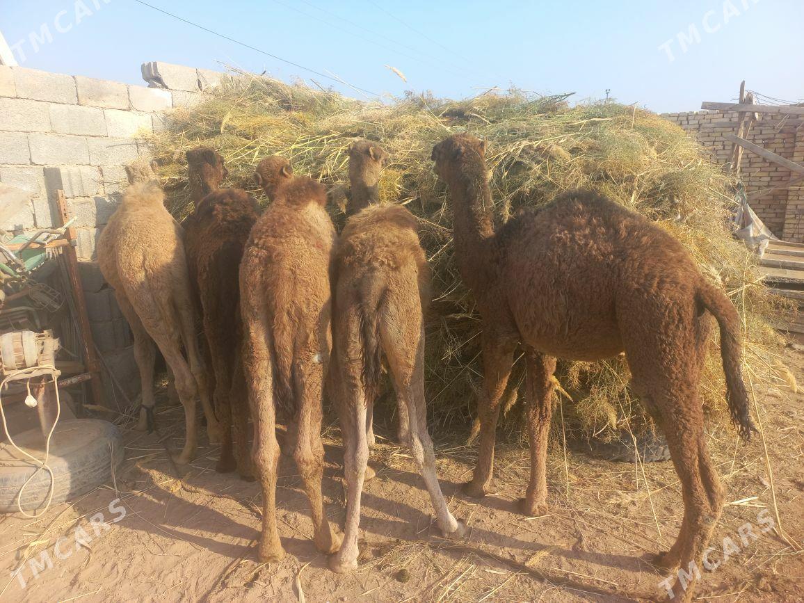 kosek - Теджен - img 3