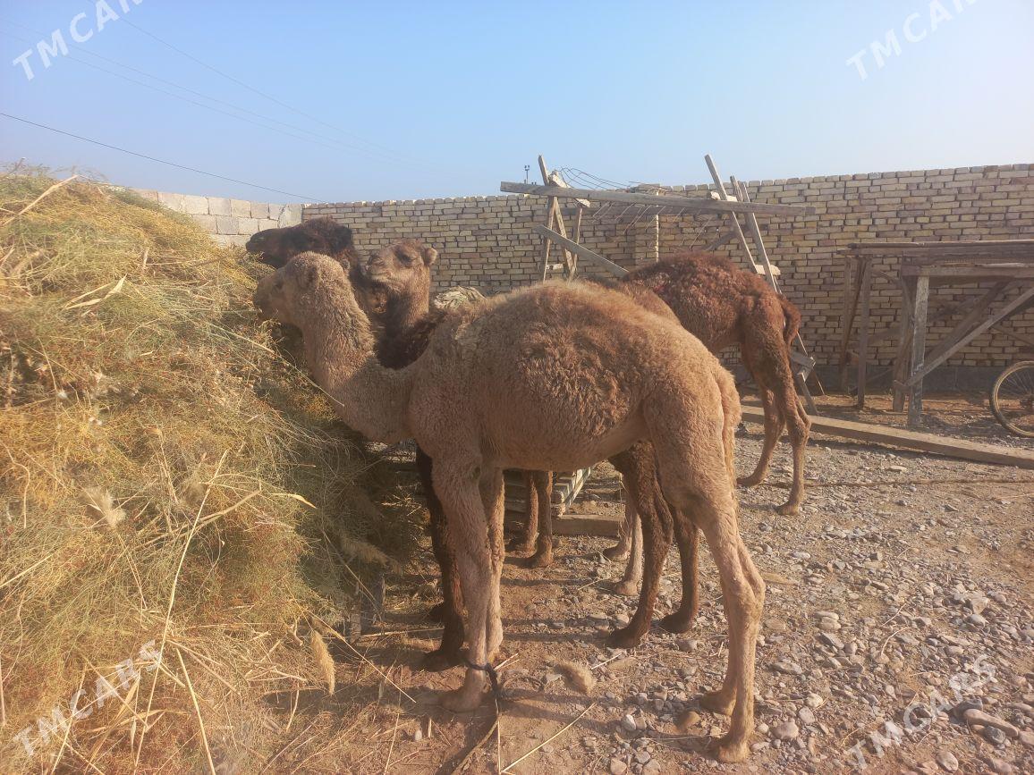 kosek - Теджен - img 2