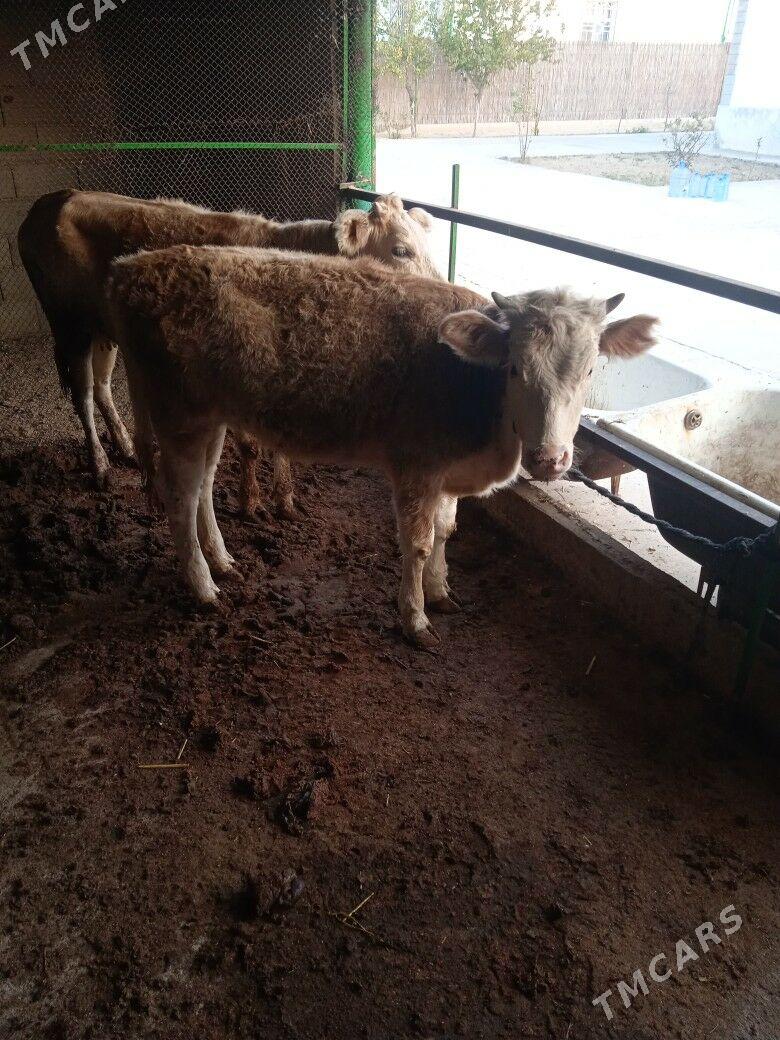 Tuwe - Täze zaman - img 2