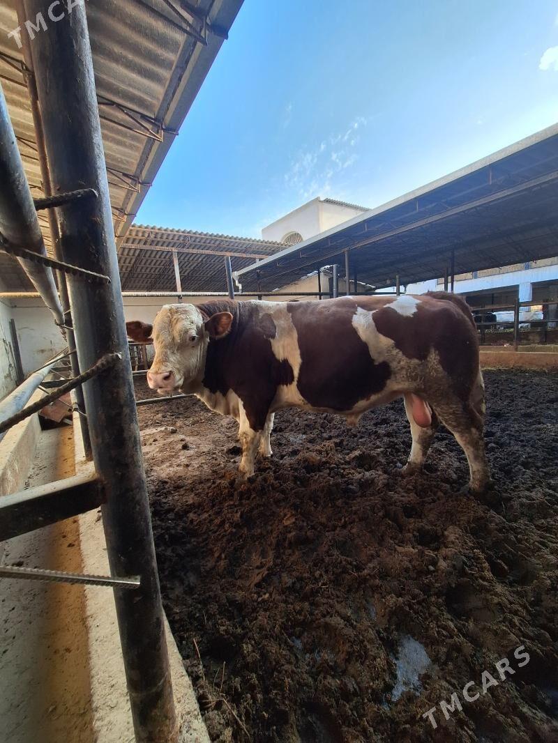 Simmental öküz - Саят - img 3