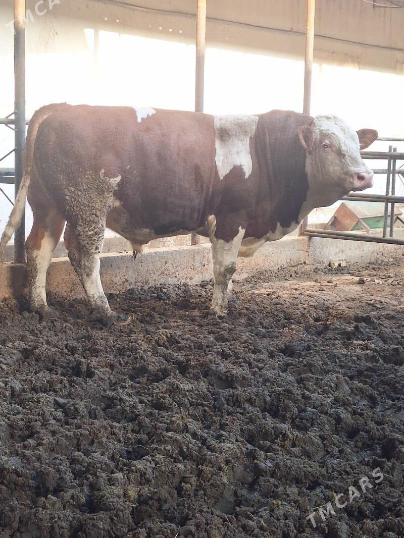 Simmental öküz - Саят - img 2