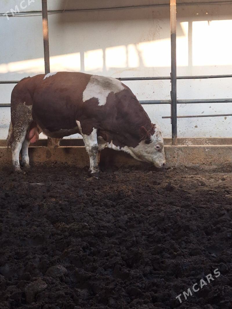 Simmental öküz - Саят - img 4