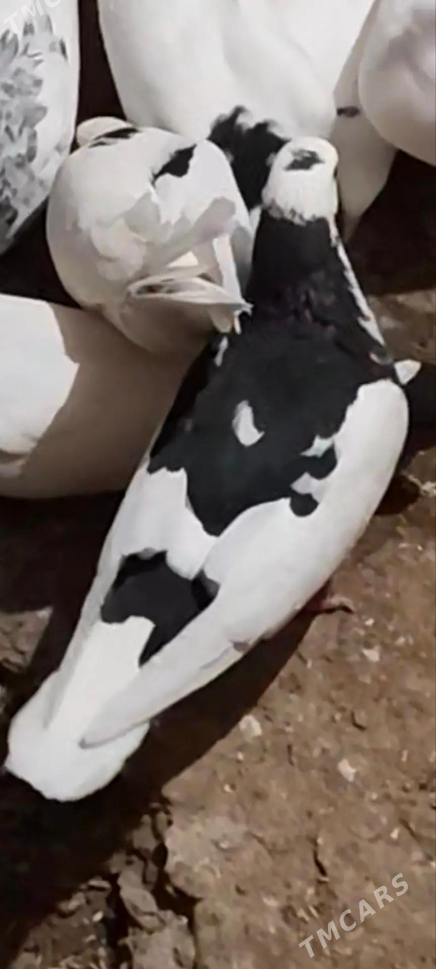 kepderi - Теджен - img 2