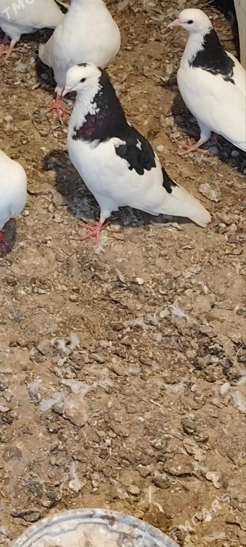 kepderi - Теджен - img 3