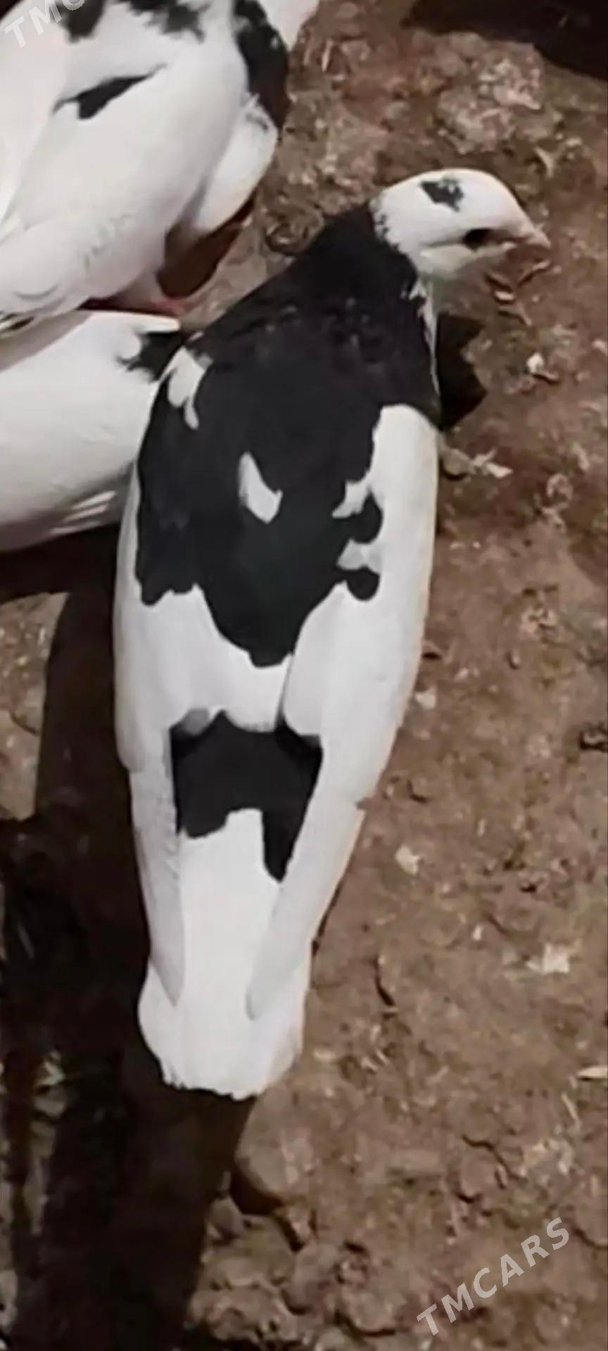 kepderi - Теджен - img 4