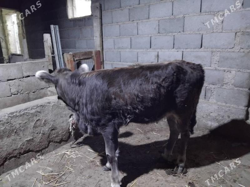 Gòlli sygyr - Gyzylarbat - img 2