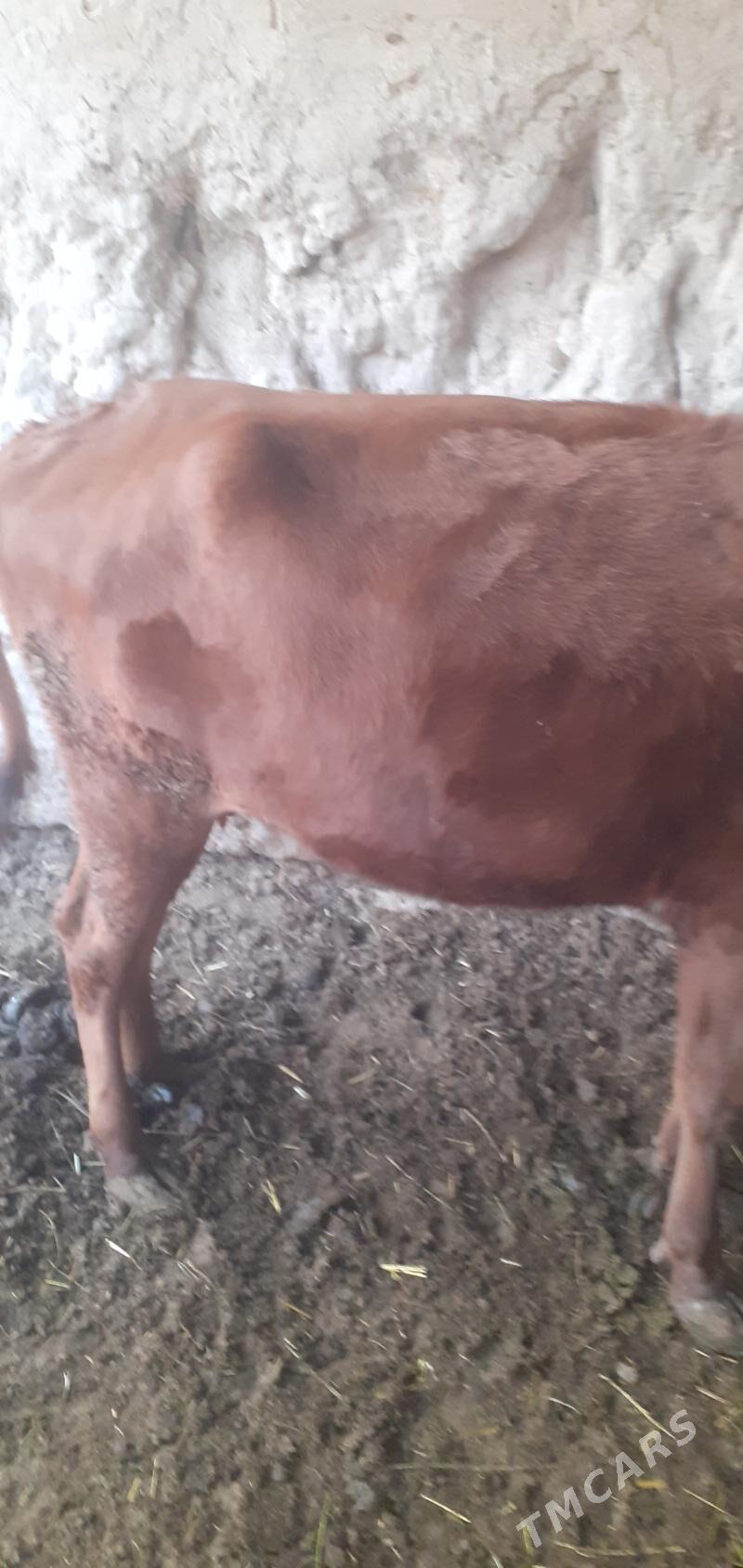 sygyr - Saýat - img 2