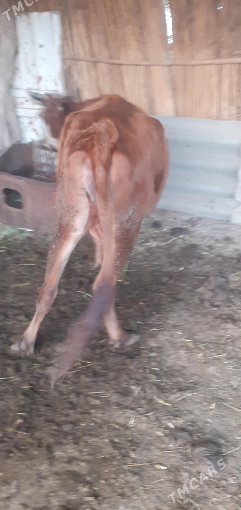 sygyr - Saýat - img 1