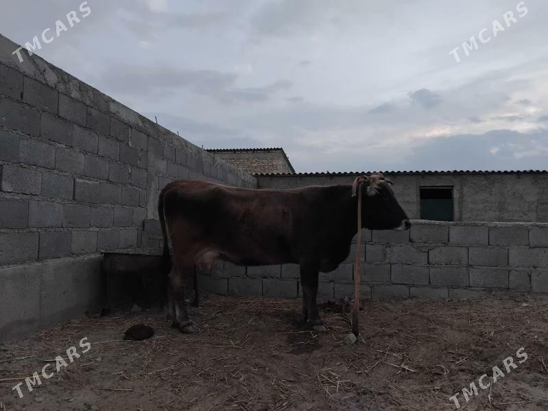 Gòlli sygyr - Gyzylarbat - img 3