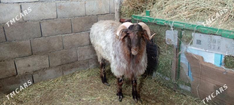 Goç - Анев - img 2