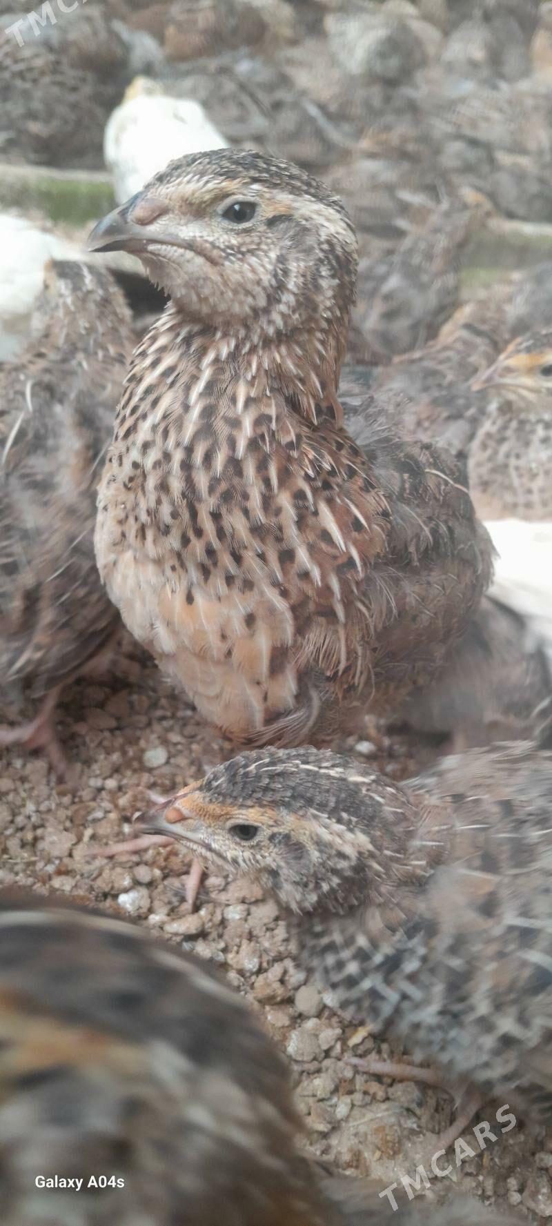 Bedene - Gökdepe - img 4