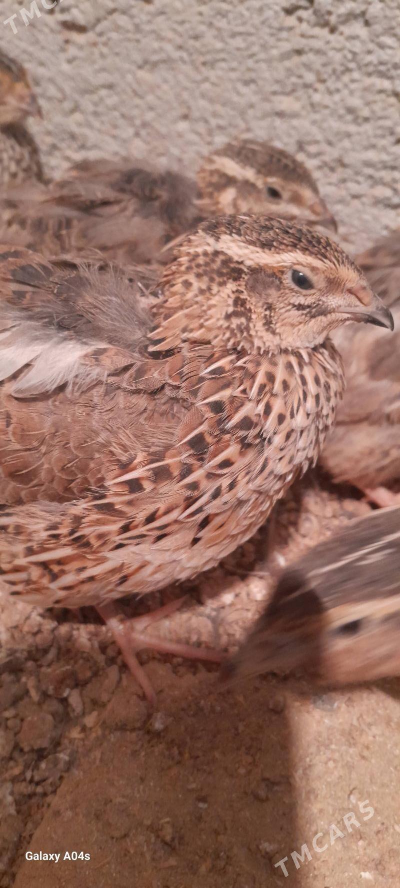 Bedene - Gökdepe - img 2