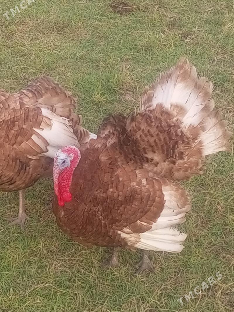 induk horaz - Мургап - img 3